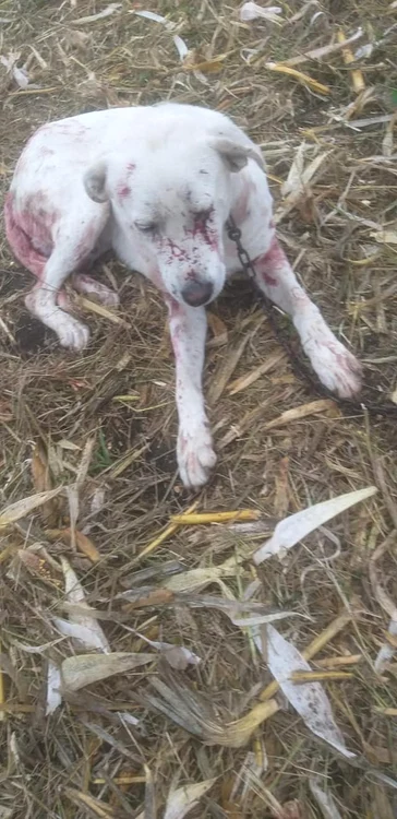 
    Câinele a fost împușcat cu o armă de vânătoareFoto: tion.ro  