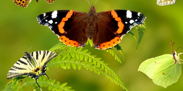 fluturi