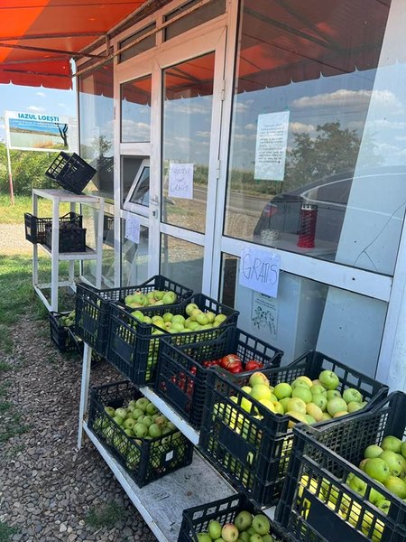 Motivul inedit pentru care un fermier și-a donat întreaga producție de fructe. Câteva tone de cireșe și mere au fost culese gratis