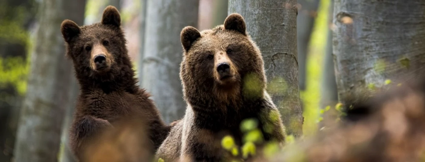 Programul va urmări inclusiv reintroducerea în natură a acelor urşi care mai pot fi reabilitaţi.