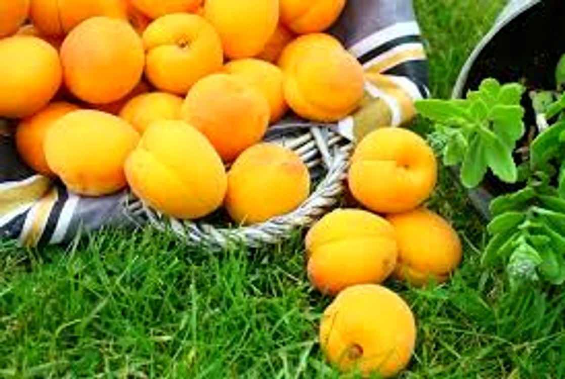 Caisa este un medicament dovedit în lupta anti-stresSursa foto: ecuisine.ro