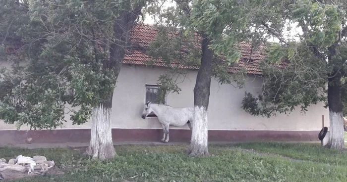 Colonia Bulgară a ajuns "colonia oilor"