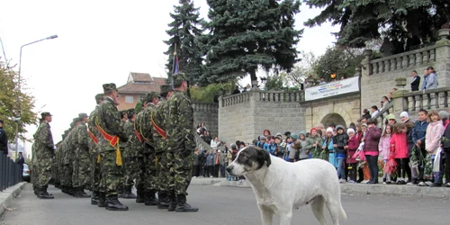 Cainii comunitari s-au integrat în peisaj