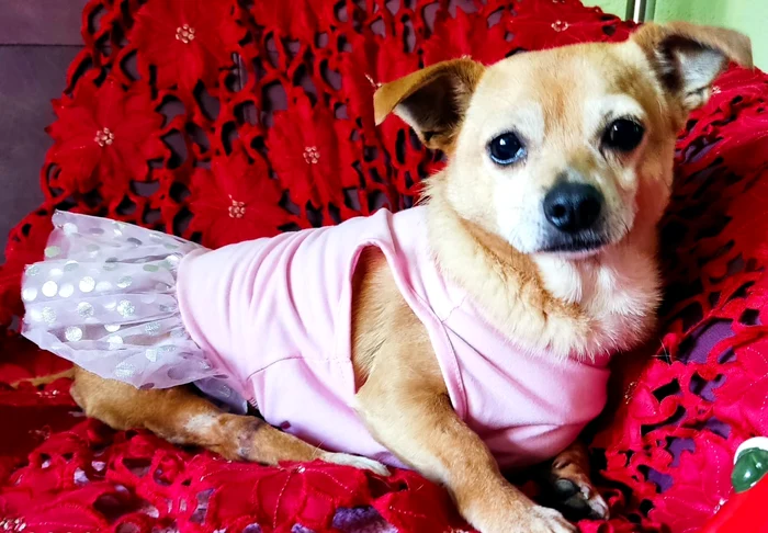 Cățelușă cu handicap, adoptată în Germania FOTO: Help Lăbuș