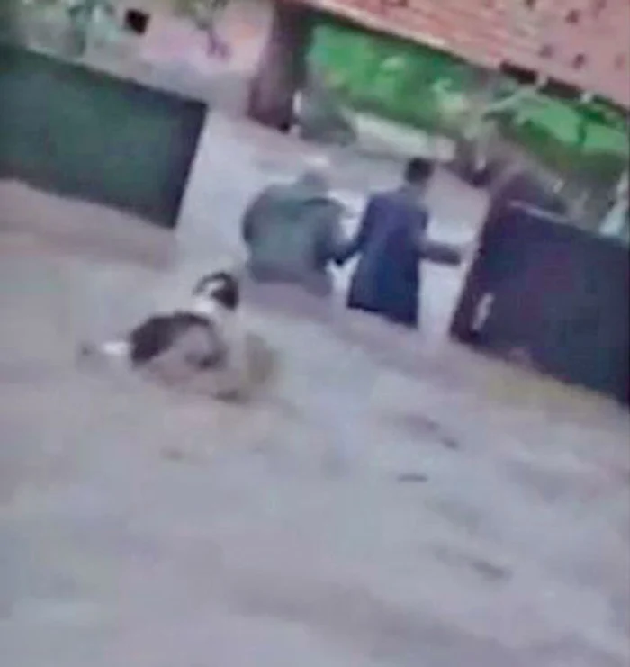 Animăluțul a înotat fără frică