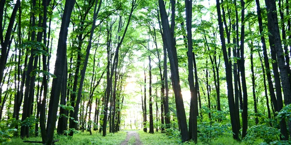 Pădurile magice ale Ilfovului Împreună pentru Centura Verde Fundatia Alex Gavan foto Alex Găvan jpg