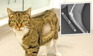 CLIIMA20100125 0196 1 jpeg