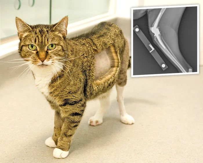 
    Mecanismul artificial din  oţel îi oferă felinei aceeaşi  mobilitate pe care o avea  înainte de accident  