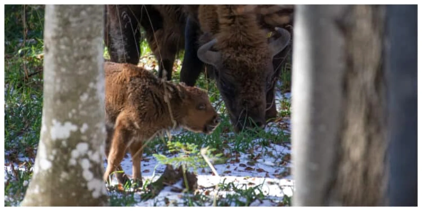 
    Primul pui de zimbru născut în libertate, în Munții FăgărașCaptură: Conservation Carpathia  