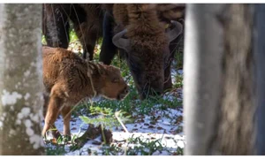 zimbru nascut muntii fagaras jpeg