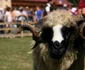 expozitie de oi langa simleu