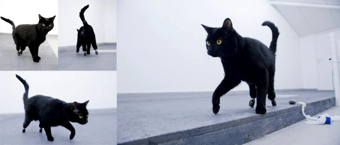 Oscar FOTO Thesupervet.com