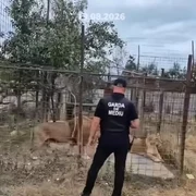 lei menajerie Damboviţa captura video Facebook Sonia Simionov jpg