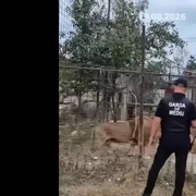 lei menajerie Damboviţa captura video Facebook Sonia Simionov jpg