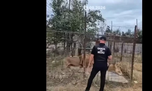 lei menajerie Damboviţa captura video Facebook Sonia Simionov jpg