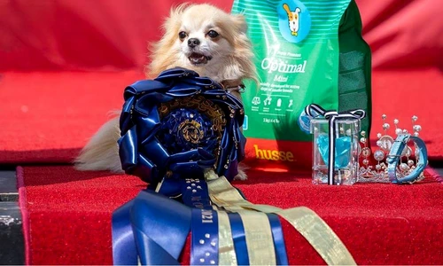 8 238718469 323277762655999 7442897297377565755 n jpg jpeg