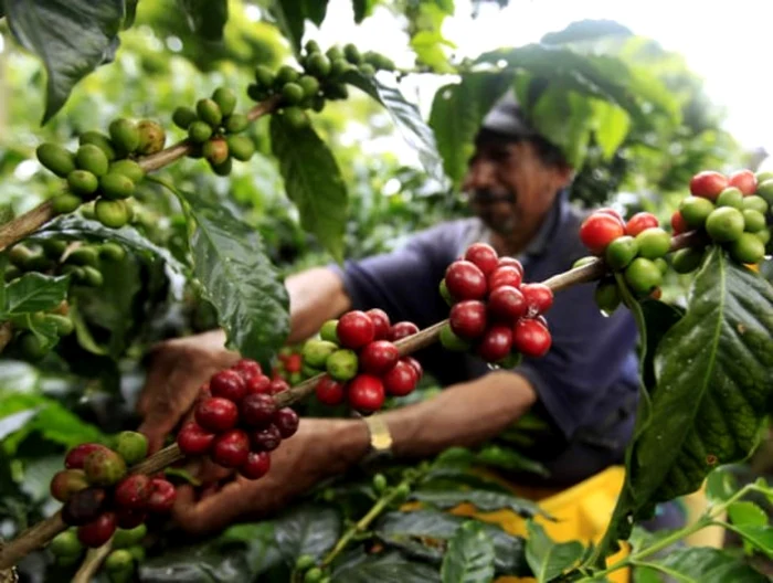 „Fructele“ de cafea FOTO npr.org