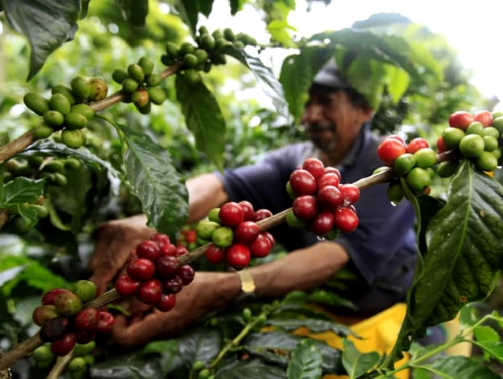 „Fructele“ de cafea FOTO npr.org