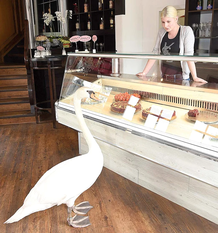 
    Prăjitura preferată a lebedei are vişine   