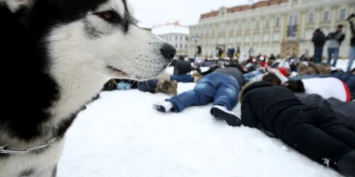 Iarna trecută a avut loc un flashmob împotriva eutanasrieii câinilor