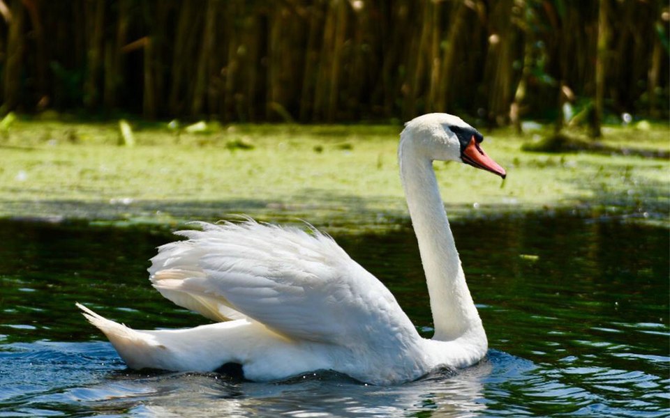 Top 7 atracții de neratat în Delta Dunării – ghid complet pentru o escapadă autentică