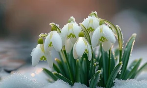 primavara zapada vecteezy jpg