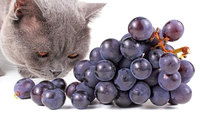 
    Grăsimile, dulciurile, unele legume şi fructe sunt toxice pentru animale  