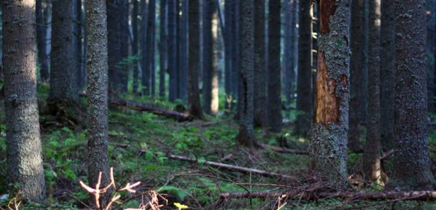 Femeia a rătăcit drumul prin pădure şi a fost nevoită să petreacă noaptea în sălbăticie. FOTO: D.G.