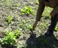 culturi agricole distruse in mehedinti FOTO Corina Macavei