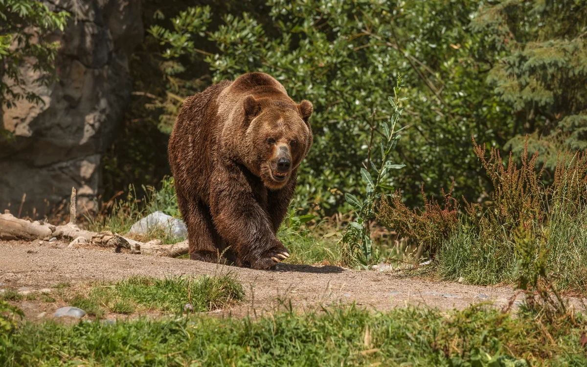 Ursul a fost văzut joi pe Poteca Regală. FOTO: Freepic