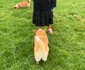 Sarah Ferguson și cățeii Corgi de Crăciun