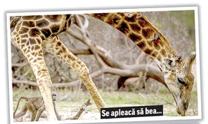 girafa curatata jpeg