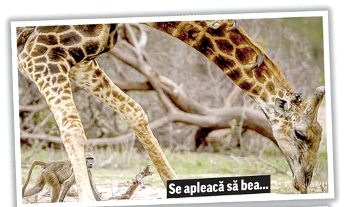 girafa curatata jpeg