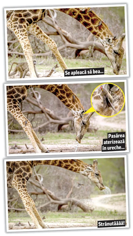 Fotografii: Photoland/Caters