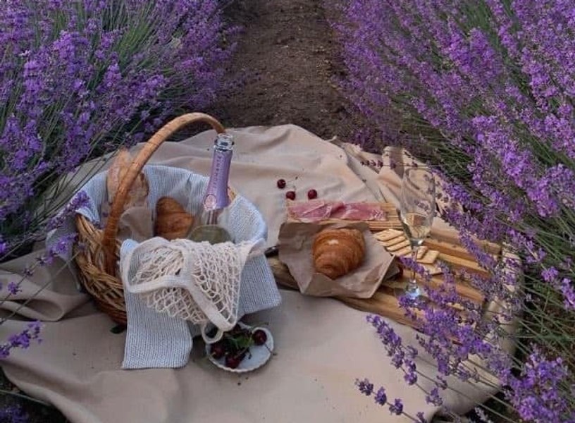 Festivalul Lavandei, în inima Transilvaniei. Ședință foto și cină romantică în „oceanul“ mov de pe dealul Mădăraș VIDEO