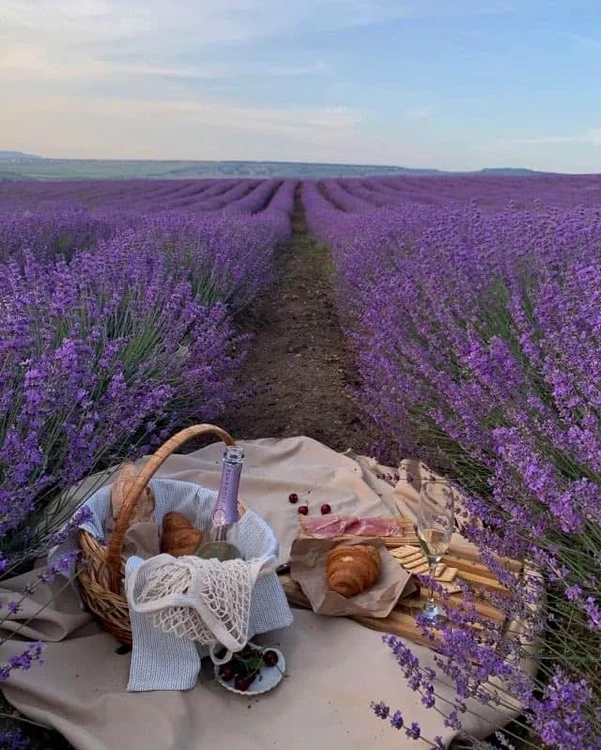 Cină romantică în lavandă Foto: Tărâmul Lavandei/Facebook