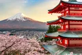 Flori cireș Japonia FOTO Shutterstock