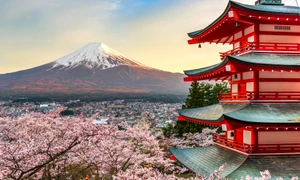 Flori cireș Japonia FOTO Shutterstock