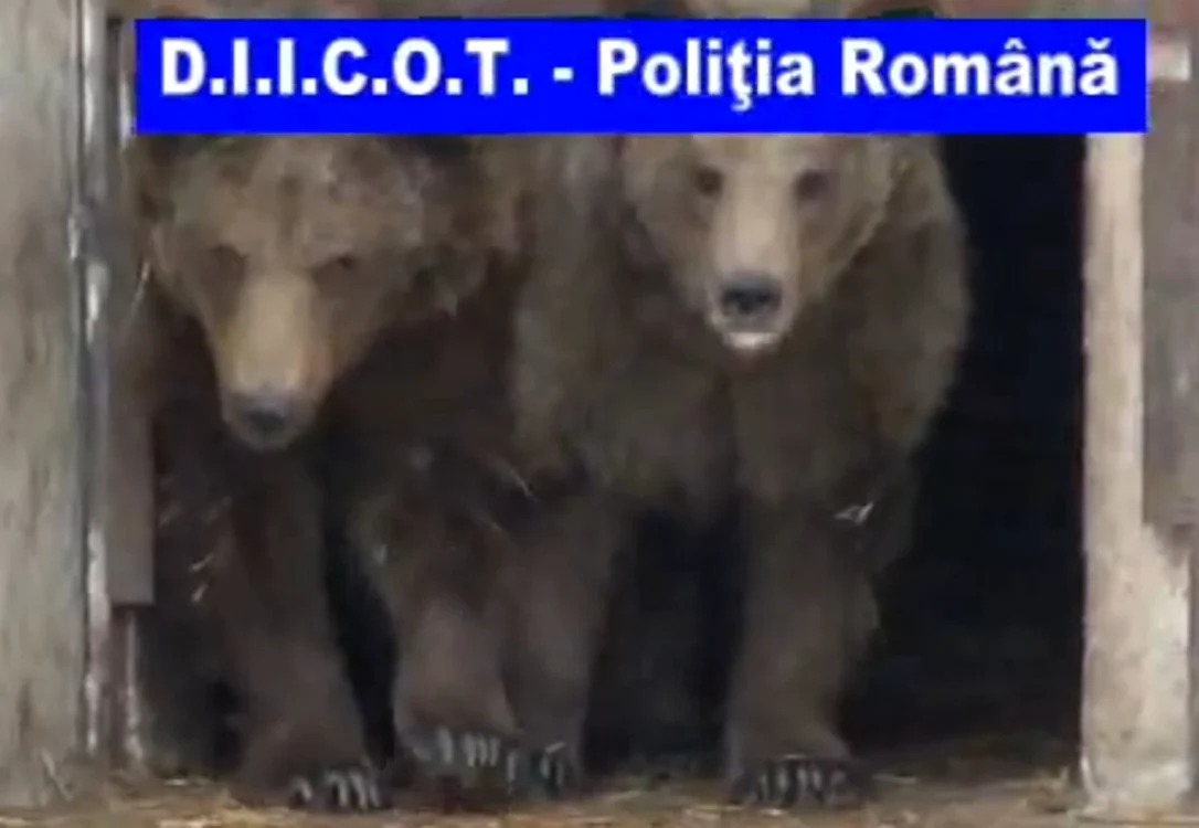 Nuţu Cămătaru avea, pe lângă cei patru lei, şi doi urşi. FOTO Captură DIICOT