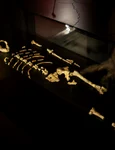 Rămășițele australopitecului Lucy, expuse la Muzeul Național din Praga (© Národní muzeum)