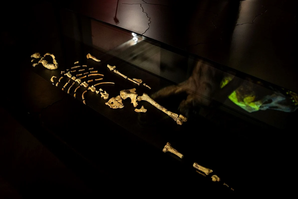 Rămășițele australopitecului Lucy, expuse la Muzeul Național din Praga (© Národní muzeum)