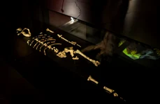 Rămășițele australopitecului Lucy, expuse la Muzeul Național din Praga (© Národní muzeum)