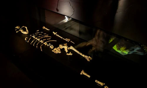 Rămășițele australopitecului Lucy, expuse la Muzeul Național din Praga (© Národní muzeum)