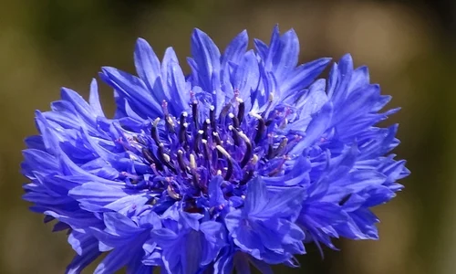 1 remedii cu albastrele jpg jpeg