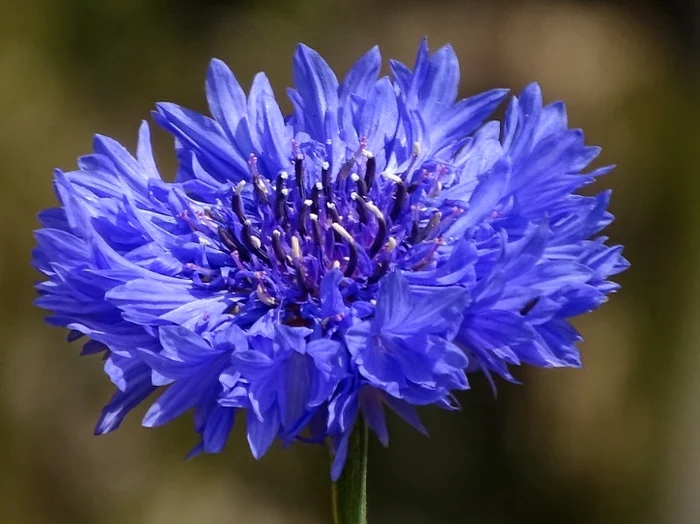 1 remedii cu albastrele jpg jpeg