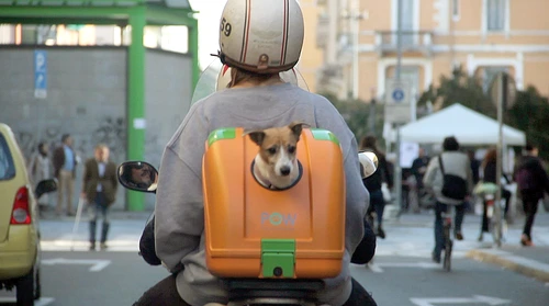 Servieta pentru căţei e ideală pentru orice mijloc de transport urban