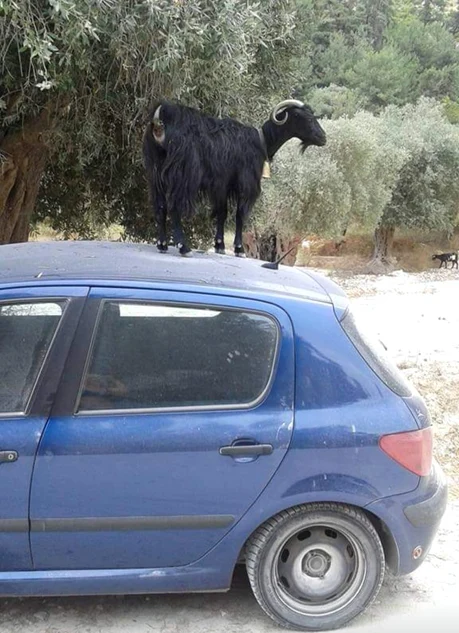 Capra cățărată pe mașină. FOTO Forum Thassos