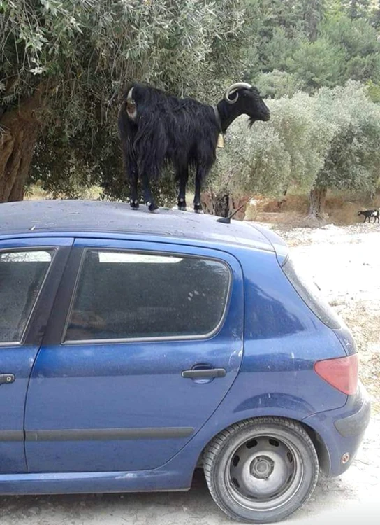 Capra cățărată pe mașină. FOTO Forum Thassos