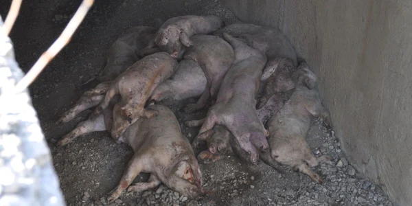 cadrave de porci aproape de granita FOTO Corina Macavei 
