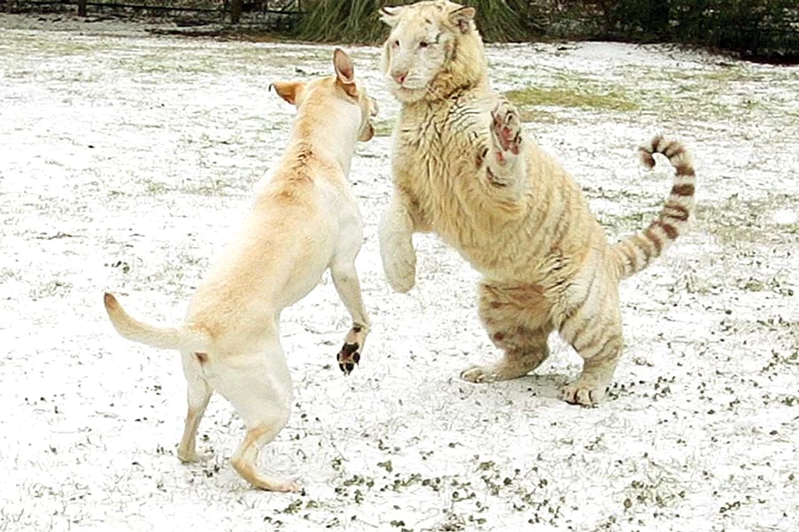 Mişcările de maestru în kung-fu ale veveriţoiului Cici (Foto: gulliver/splashnews)